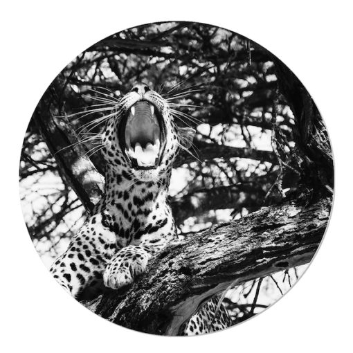 Muurcirkel zwart wit luipaard