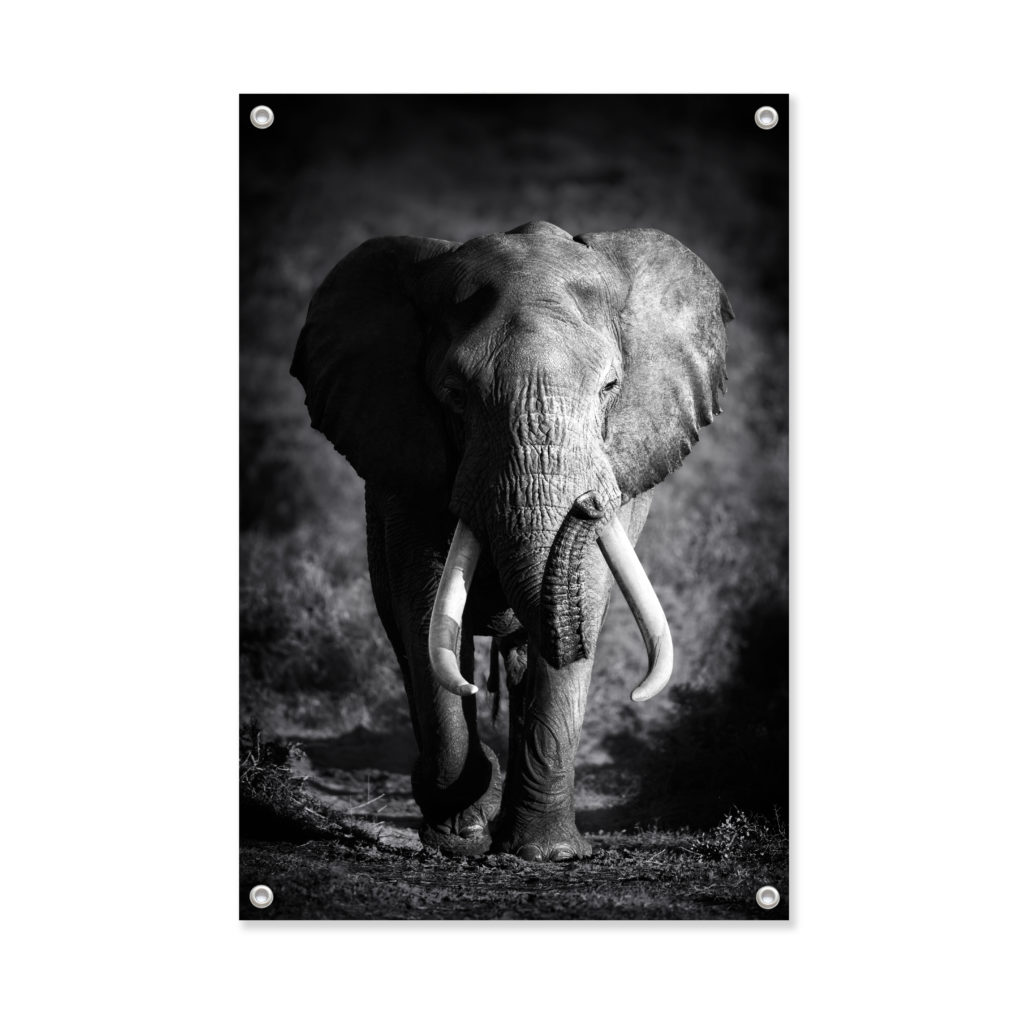 Tuinposter dieren olifant