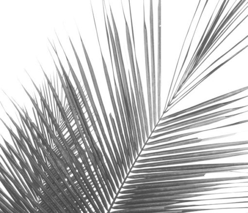 fotobehang palm zwart
