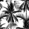 Palm zwart wit vierkant