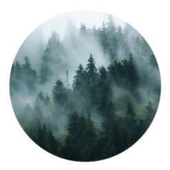 Muurcirkel mist in het bos