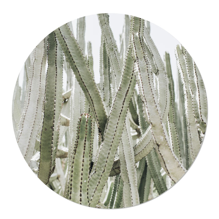 tuincirkel ibiza cactus